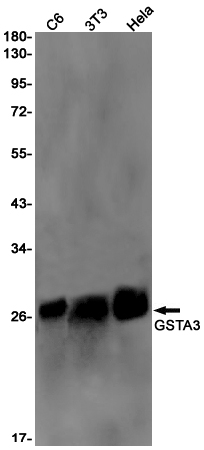GSTA3 Rabbit mAb