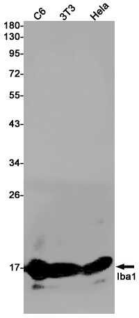 Iba1 Rabbit mAb