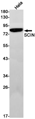 RRAS Rabbit mAb