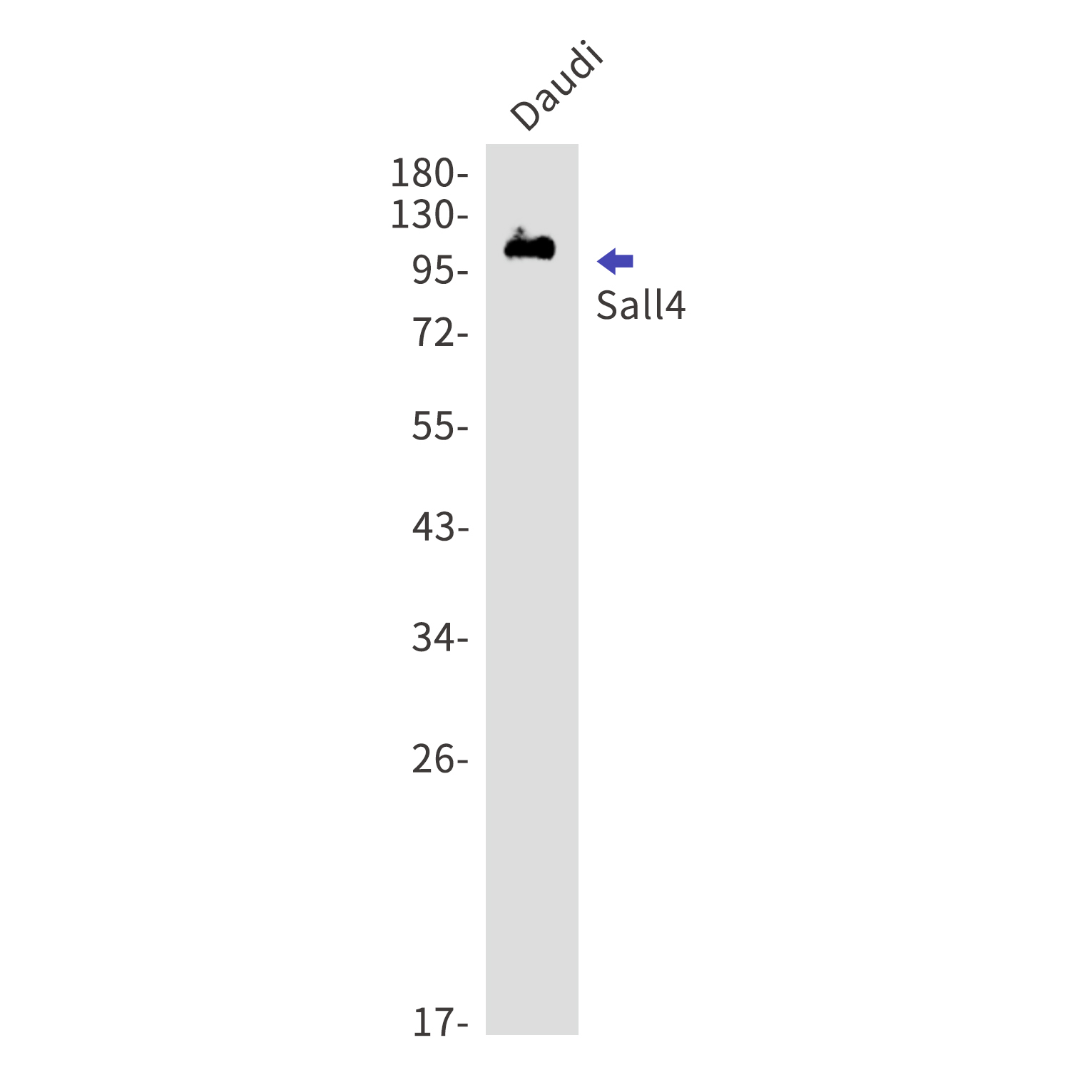 Sall4 Rabbit mAb