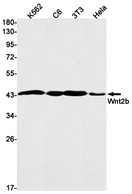 Wnt2b Rabbit mAb