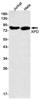 XPD Rabbit mAb