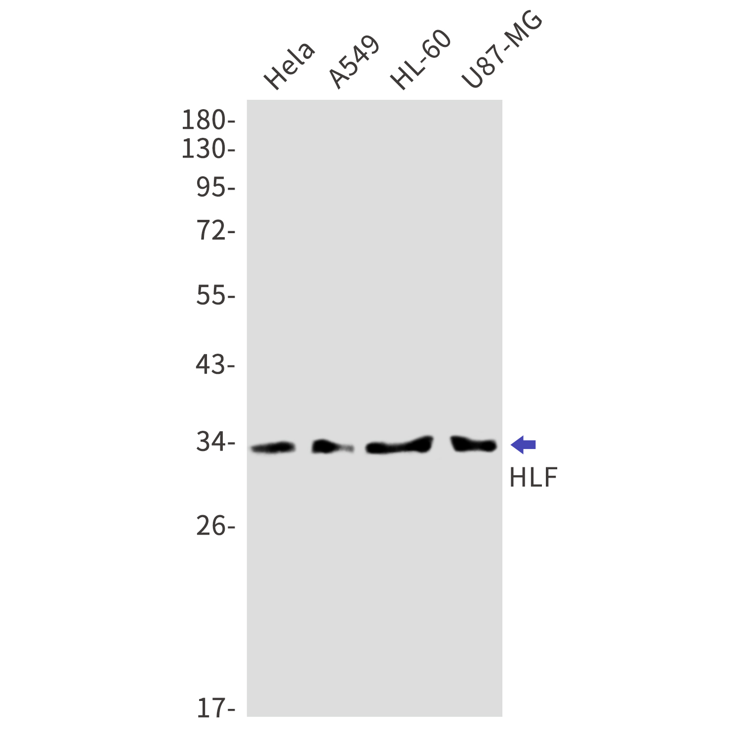 HLF Rabbit mAb