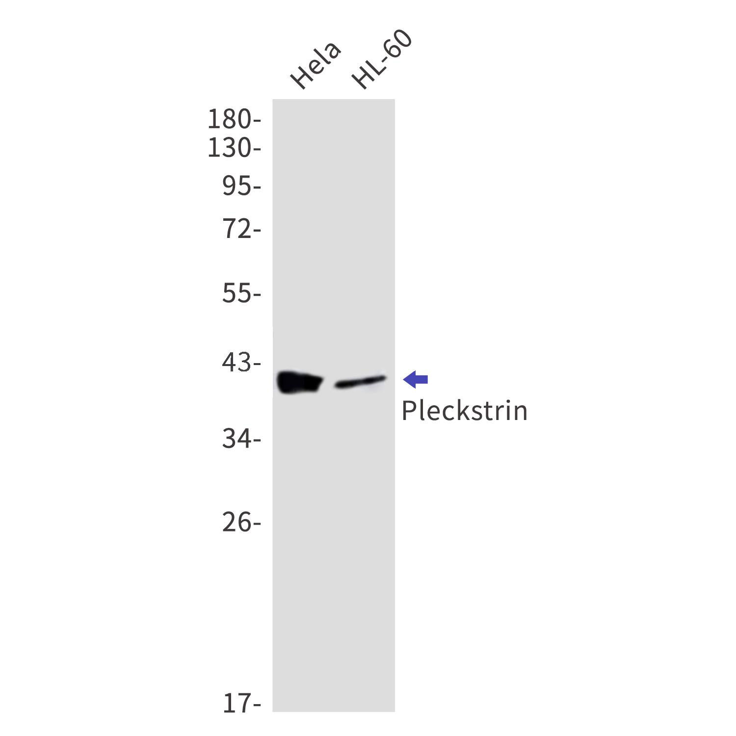 Pleckstrin Rabbit mAb