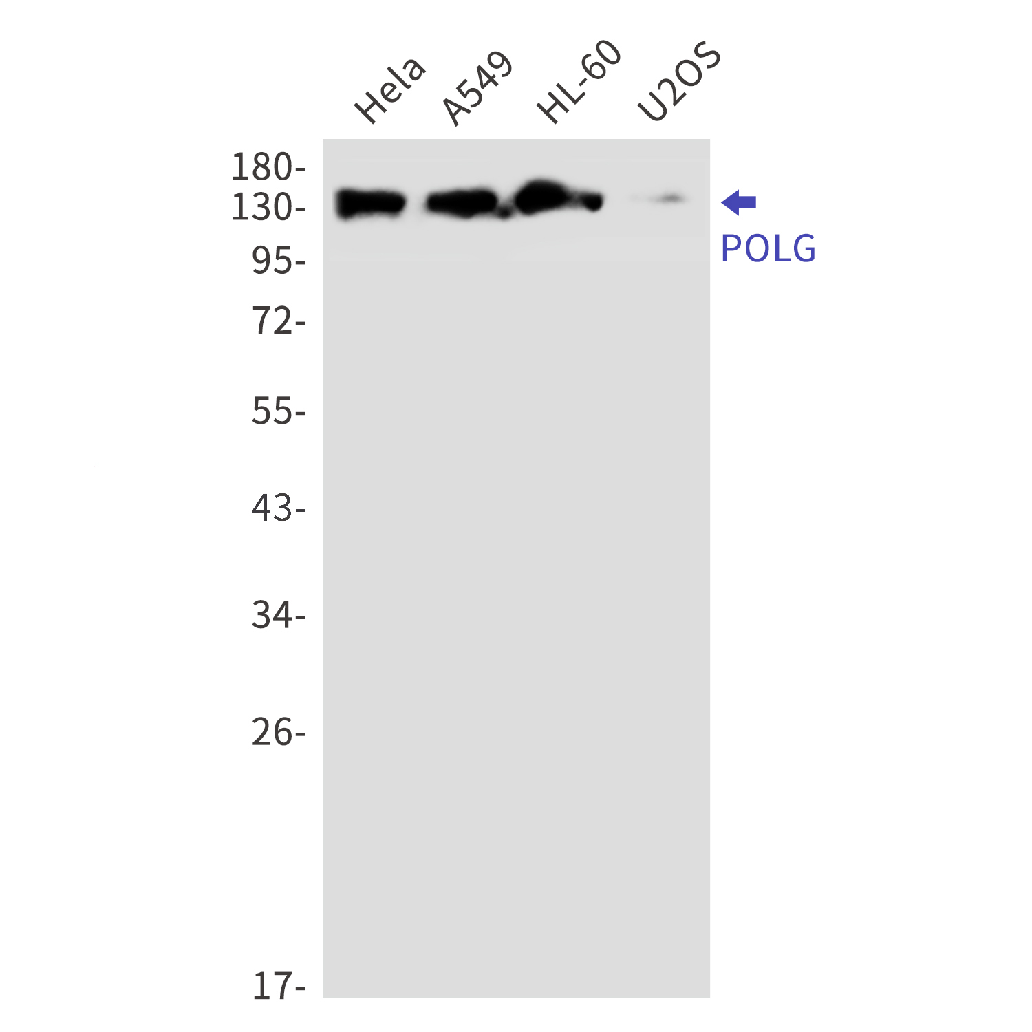 POLG Rabbit mAb