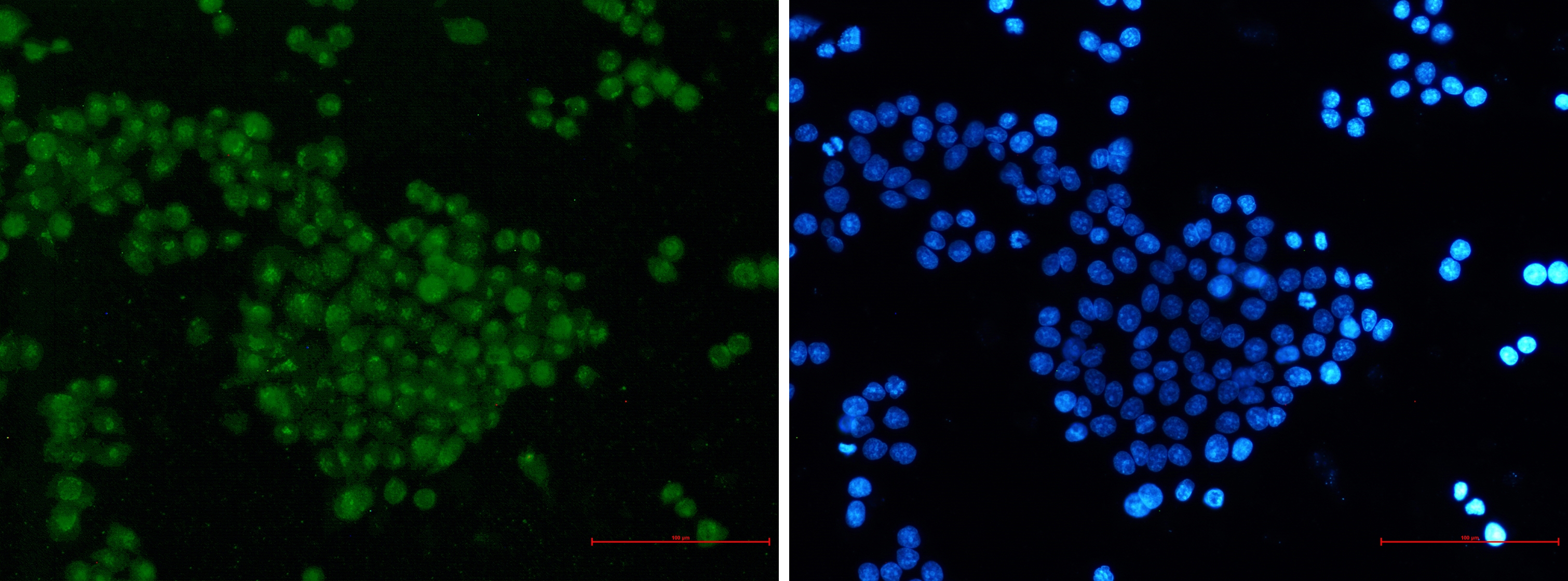 SKP2 Rabbit mAb
