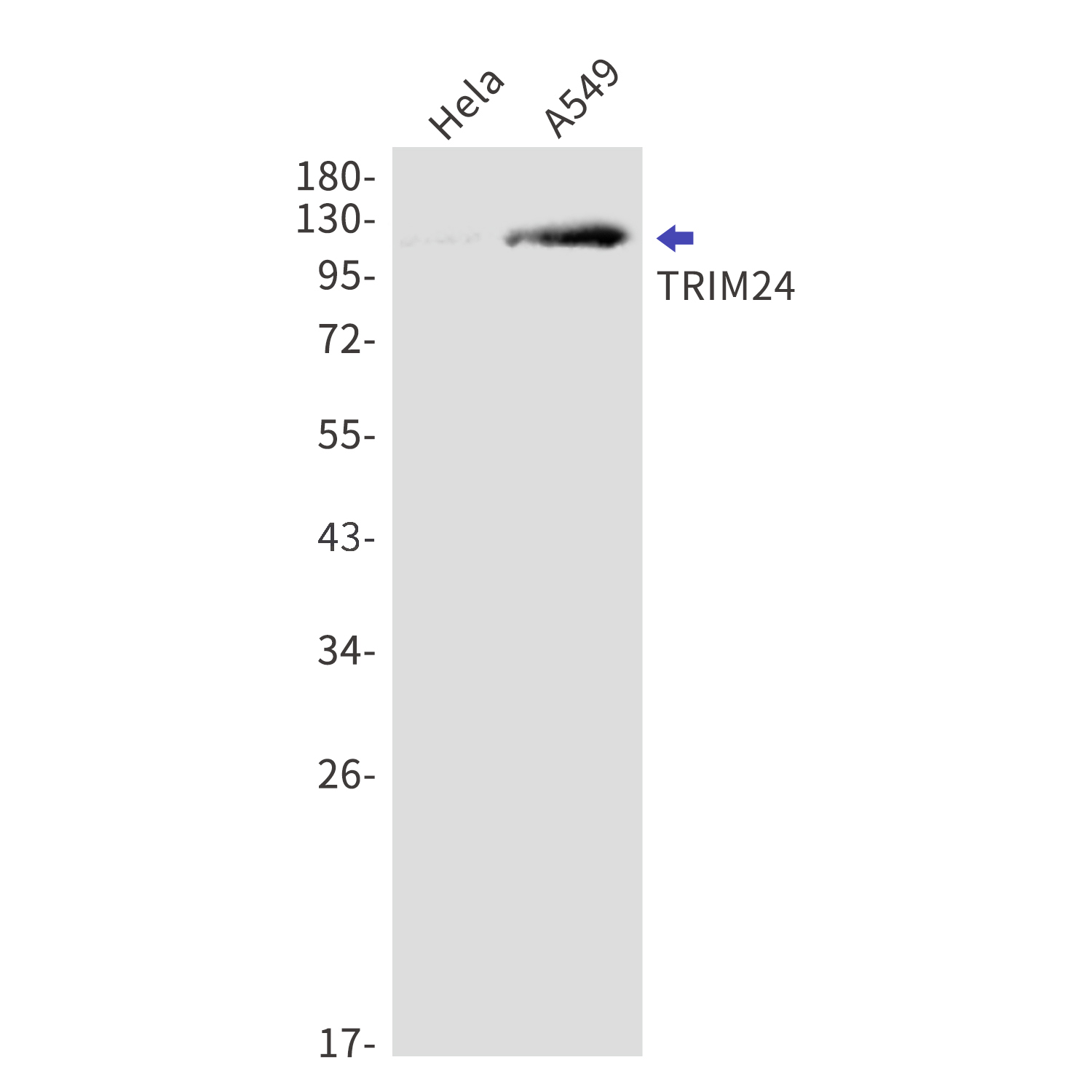 TRIM24 Rabbit mAb