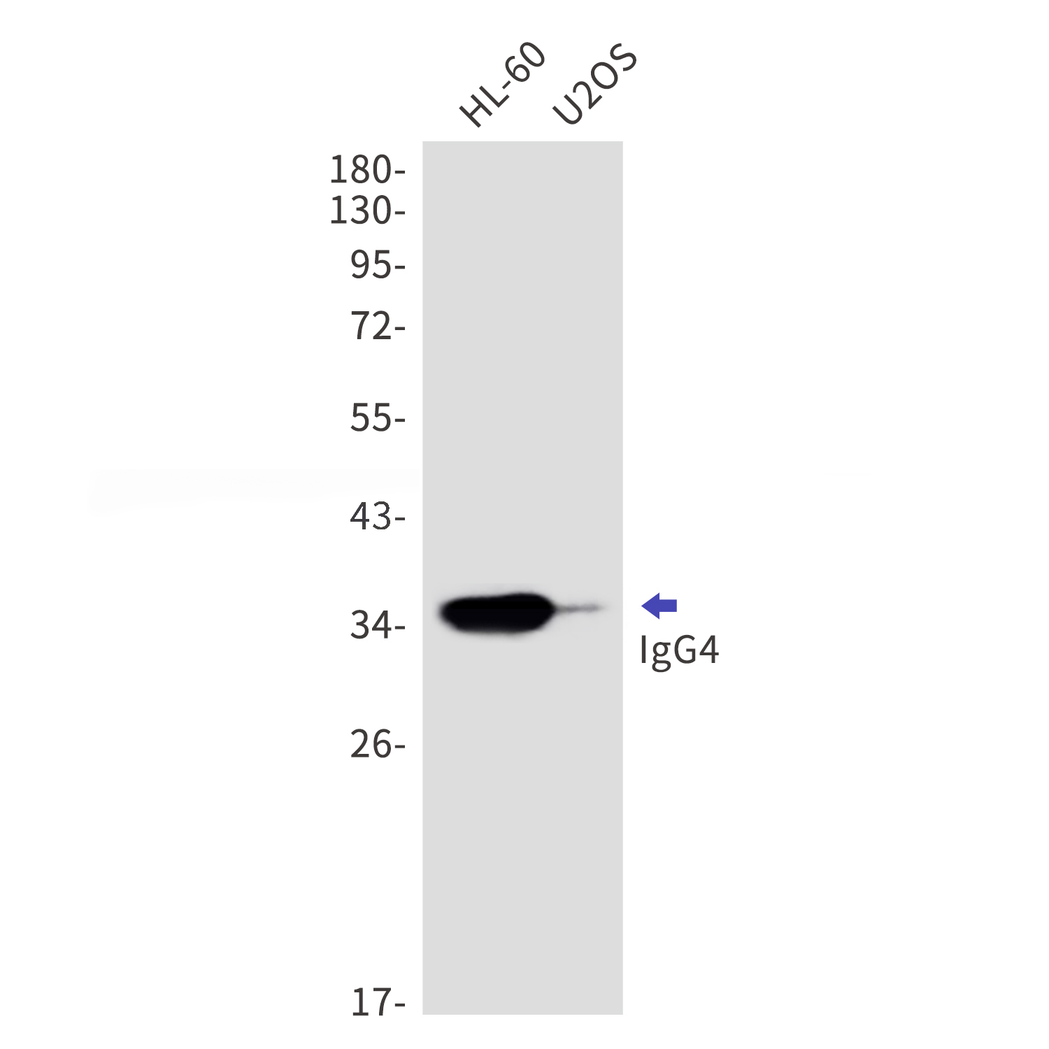 Human IgG4 Rabbit mAb
