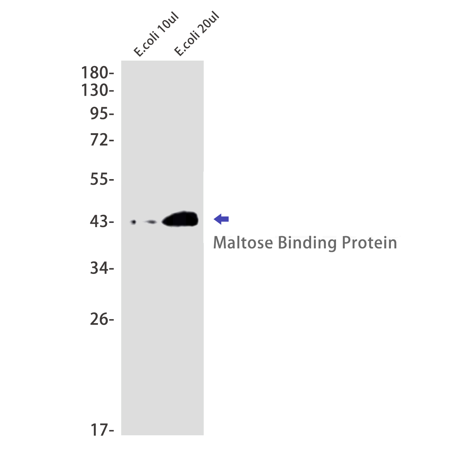 Maltose Binding Protein Rabbit mAb