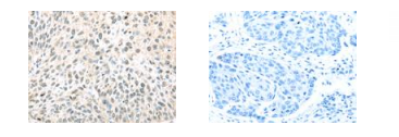 TCEB1 Antibody