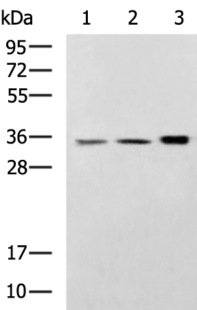 CTSS Antibody