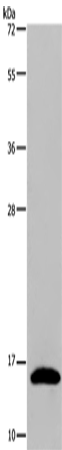 REG3G rabbit polyclonal antibody