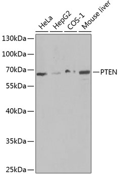 PTEN Rabbit Polyclonal Antibody