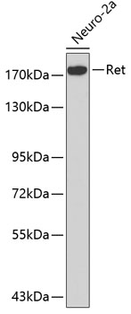 Ret Rabbit Polyclonal Antibody