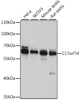 C17orf74 Rabbit Polyclonal Antibody