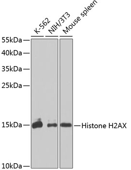 Histone H2AX Rabbit Polyclonal Antibody