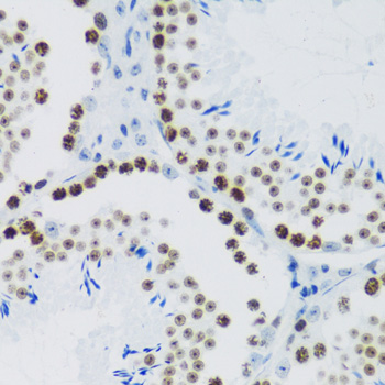 Histone H2AX Rabbit Polyclonal Antibody