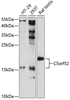 C5orf52 Rabbit Polyclonal Antibody