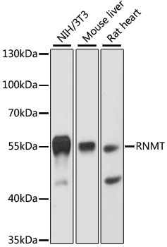 RNMT Rabbit Polyclonal Antibody