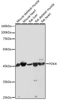 PDK4 Rabbit Polyclonal Antibody