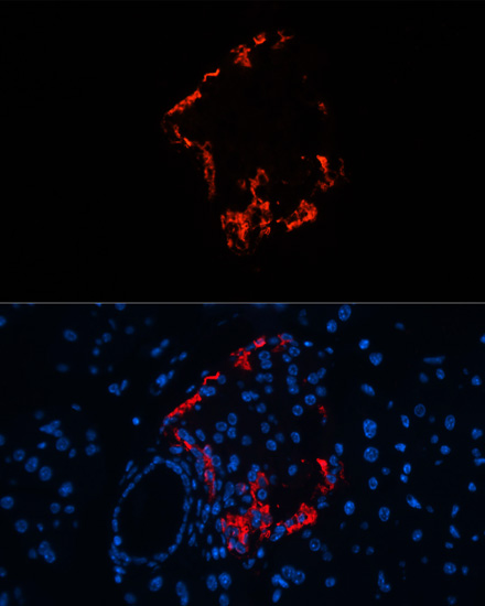 GCG Rabbit Polyclonal Antibody