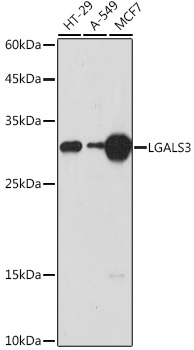 LGALS3 Rabbit Polyclonal Antibody