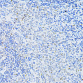 DNMT1 Rabbit Polyclonal Antibody