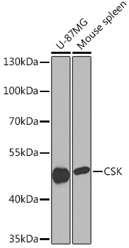 CSK Rabbit Polyclonal Antibody