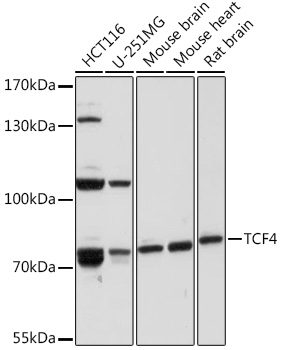 TCF4 Rabbit Polyclonal Antibody