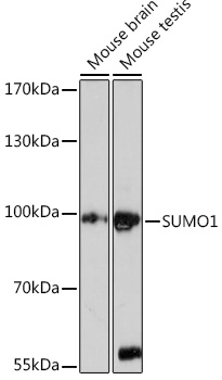 SUMO1 Rabbit Polyclonal Antibody