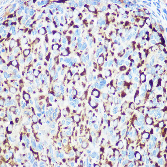 RNF126 Rabbit Polyclonal Antibody