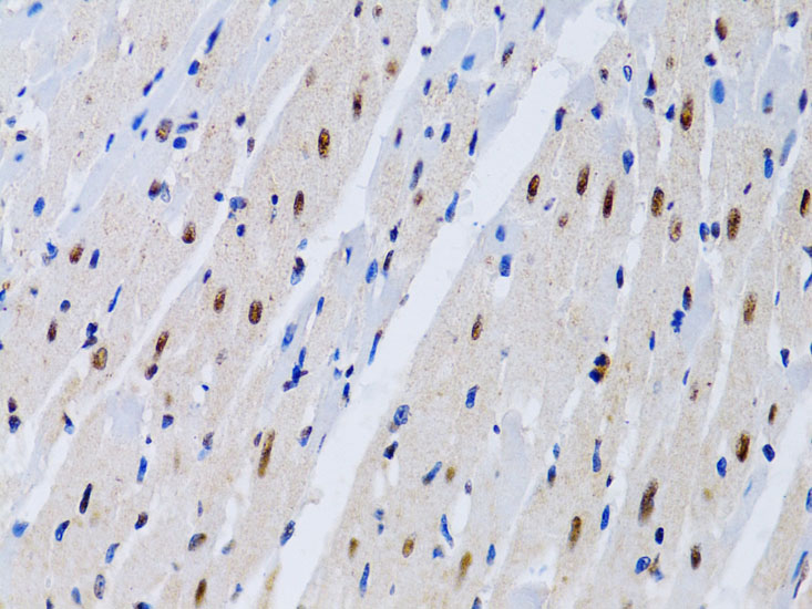 MT2A Rabbit Polyclonal Antibody