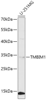 TMBIM1 Rabbit Polyclonal Antibody