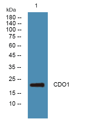 CDO1 Polyclonal Antibody