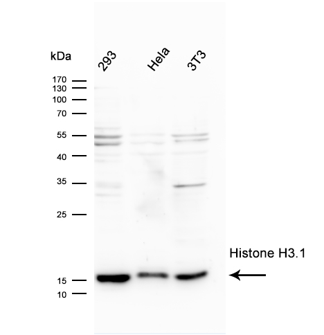 Histone H3.1(Ab-10) Antibody