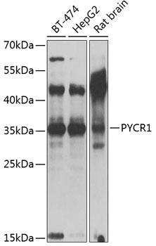PYCR1 Polyclonal Antibody