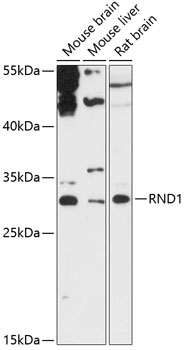 RND1 Polyclonal Antibody