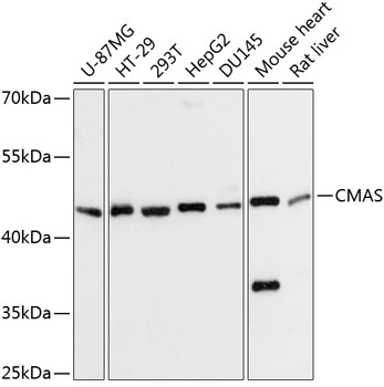 CMAS Polyclonal Antibody