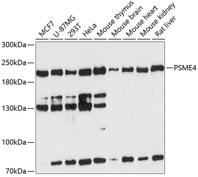 PSME4 Polyclonal Antibody