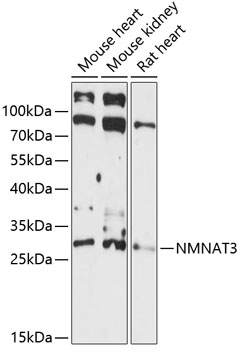NMNAT3 Polyclonal Antibody