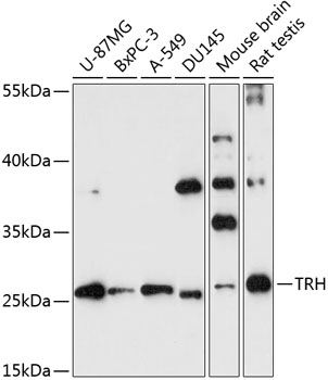 TRH Polyclonal Antibody