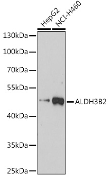 ALDH3B2 Polyclonal Antibody