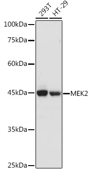 MAP2K2 Polyclonal Antibody