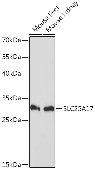 SLC25A17 Polyclonal Antibody