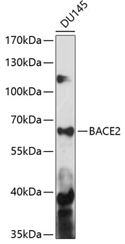 BACE2 Polyclonal Antibody