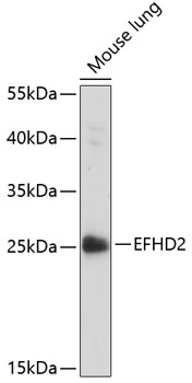 EFHD2 Polyclonal Antibody