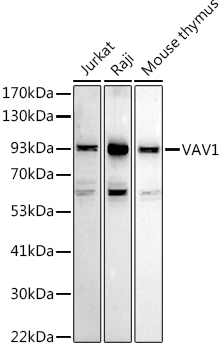 VAV1 Polyclonal Antibody