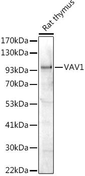 VAV1 Polyclonal Antibody