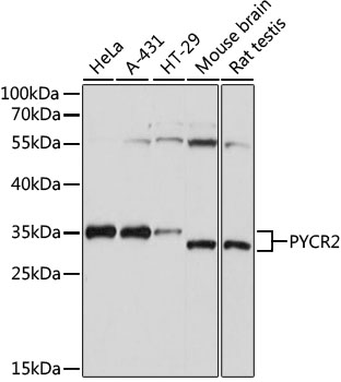 PYCR2 Polyclonal Antibody