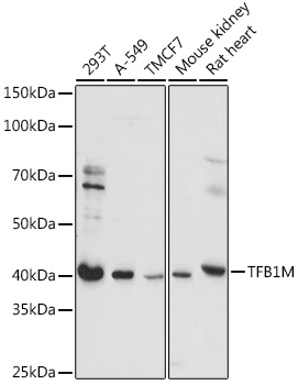 TFB1M Polyclonal Antibody